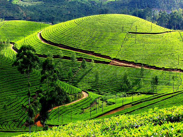 Munnar Tour Packages